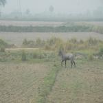 Vraj-Yatra-2014- (1419)